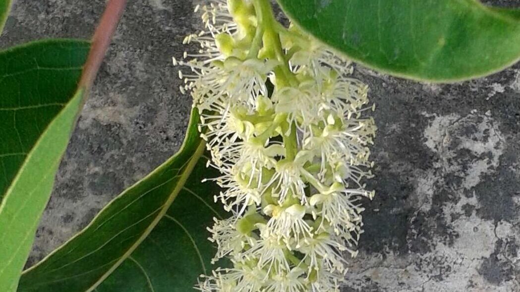Close-up of a cluster of small, white, spiky flowers growing from a green plant with elliptical leaves. The background is a textured grey surface.