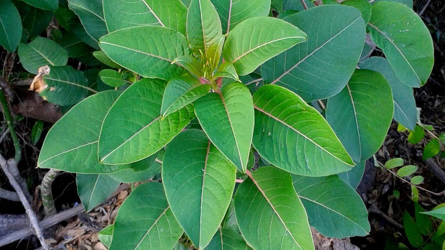 Close-up of a green plant with several broad, pointed leaves arranged in a circular pattern.