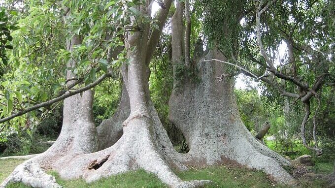 Large tree trunks with expansive roots on a grassy area surrounded by dense green foliage.