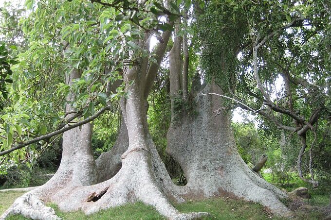 A cluster of large, thick trees with wide bases and lush green leaves growing close together in a grassy area.