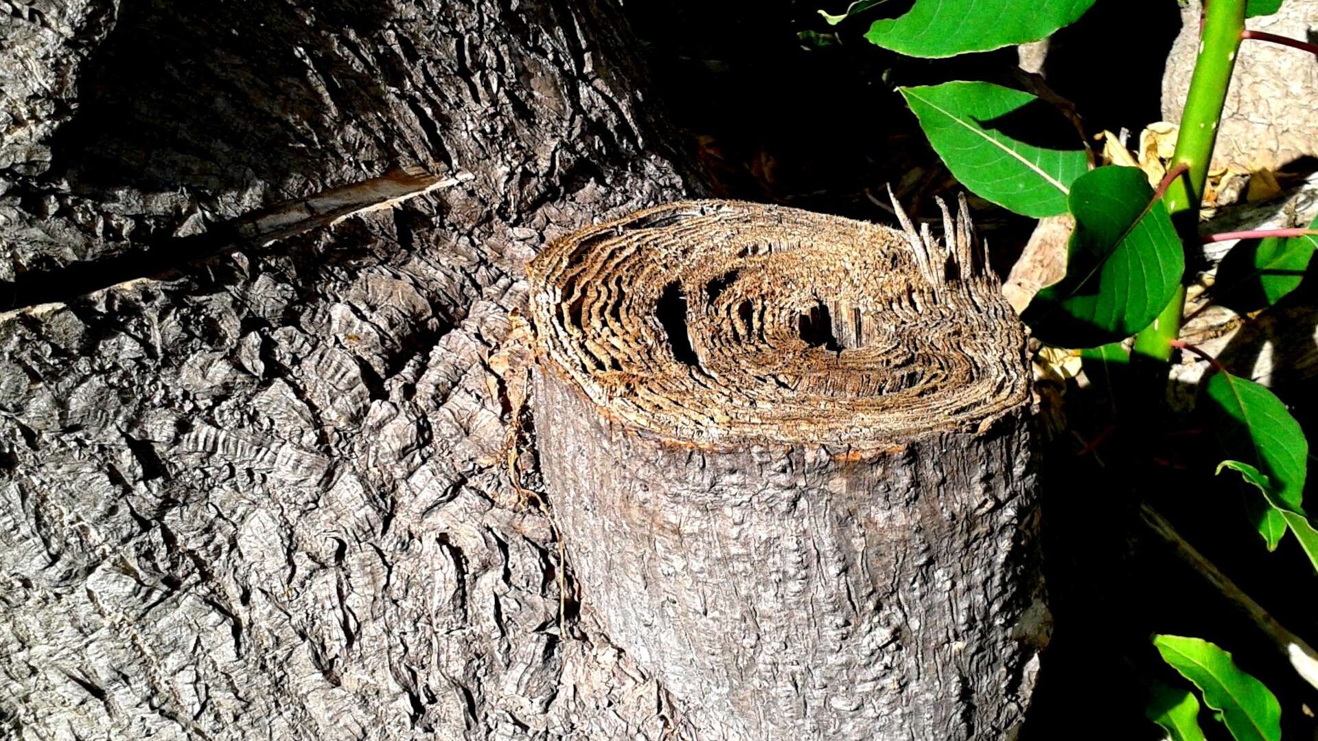 Close-up of a tree trunk with a sawn-off branch, revealing tree rings. Green leaves are visible in the background.