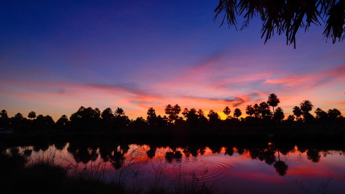 Silhouetted palm trees and vegetation are reflected in a still body of water under a vibrant sunset sky with hues of orange, pink, and purple.