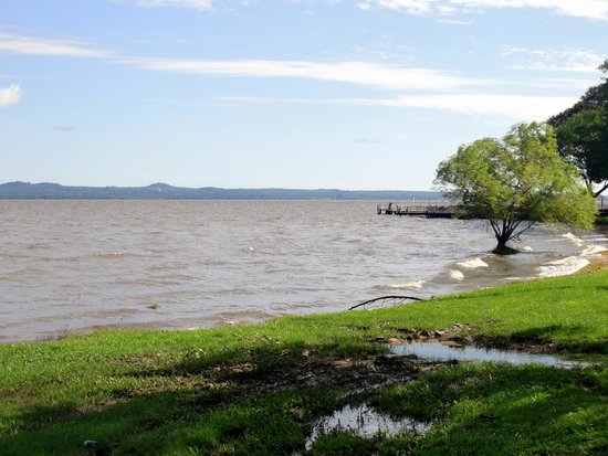 A shoreline with a tree near a body of water, likely a lake or river. The water appears calm with small waves, and the sky is partly cloudy. Green grass extends to the water's edge.