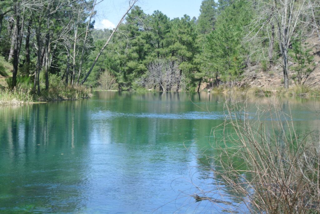 A serene pond in Spain is surrounded by lush green trees, with a clear blue sky in the background. Sparse branches are visible in the foreground, evoking a scene that Robin Hood might have admired.