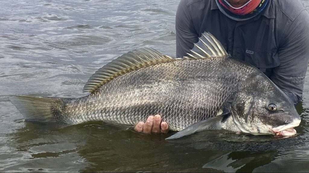 Person wearing a gray shirt and neck gaiter holds a large black drum fish, Micropogonias furnieri, in shallow water.