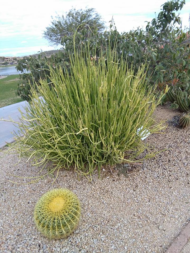 A large green pencil cactus of unexpected height and a round barrel cactus grow in a gravel-covered desert landscape, with shrubs and a walkway in the background.