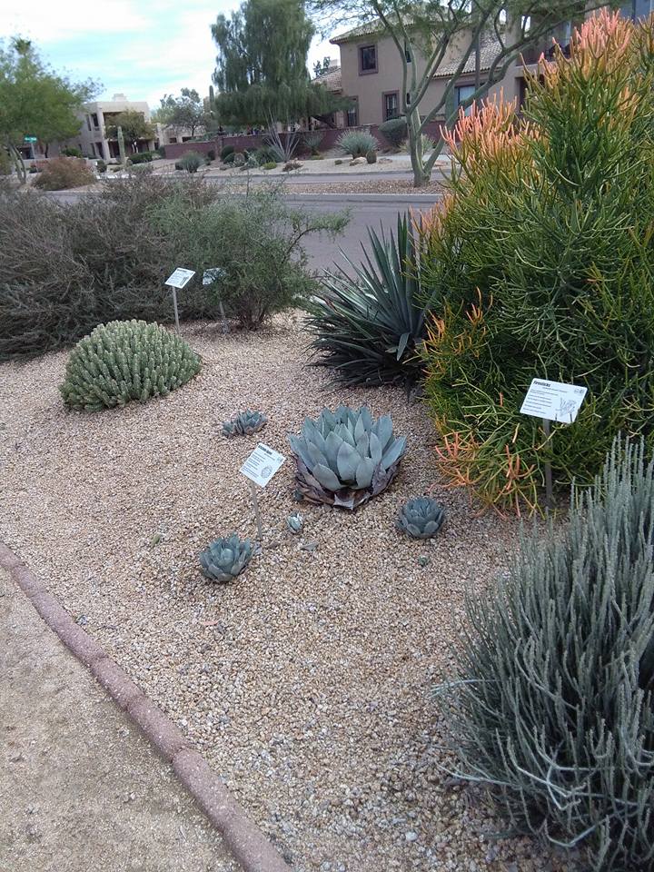 Desert garden featuring various labeled succulent and cactus plants in a gravel bed, showcasing impressive height. Bordered by a sidewalk and residential houses, it's a stunning H2-Ohhh low-water landscape.