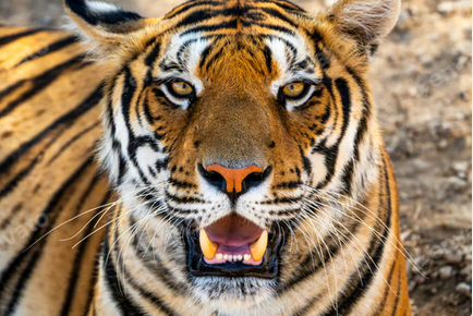 Close-up of a Bengal tiger lying down, its mouth slightly open to reveal sharp teeth, as it looks directly at the camera—capturing the wild power you'd never want to hug or ward off.