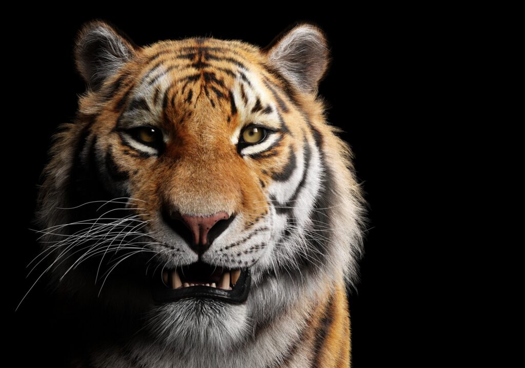 Close-up of a tiger’s face with a neutral expression, showing its striped fur, pointed ears, and prominent whiskers against a black background.