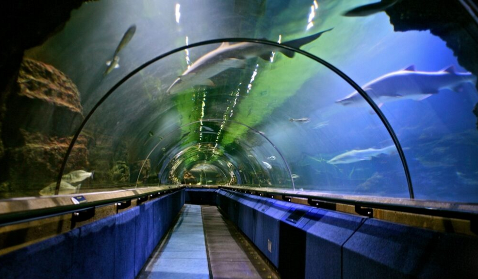 A glass tunnel walkway inside an aquarium, with sharks and fish swimming overhead in large surrounding water tanks, creates dreamy mermaid vibes as you stroll beneath the waves.