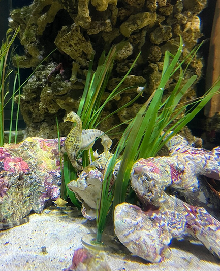 A seahorse with mermaid vibes is swimming among green seagrass and rocks inside an aquarium with a coral background.